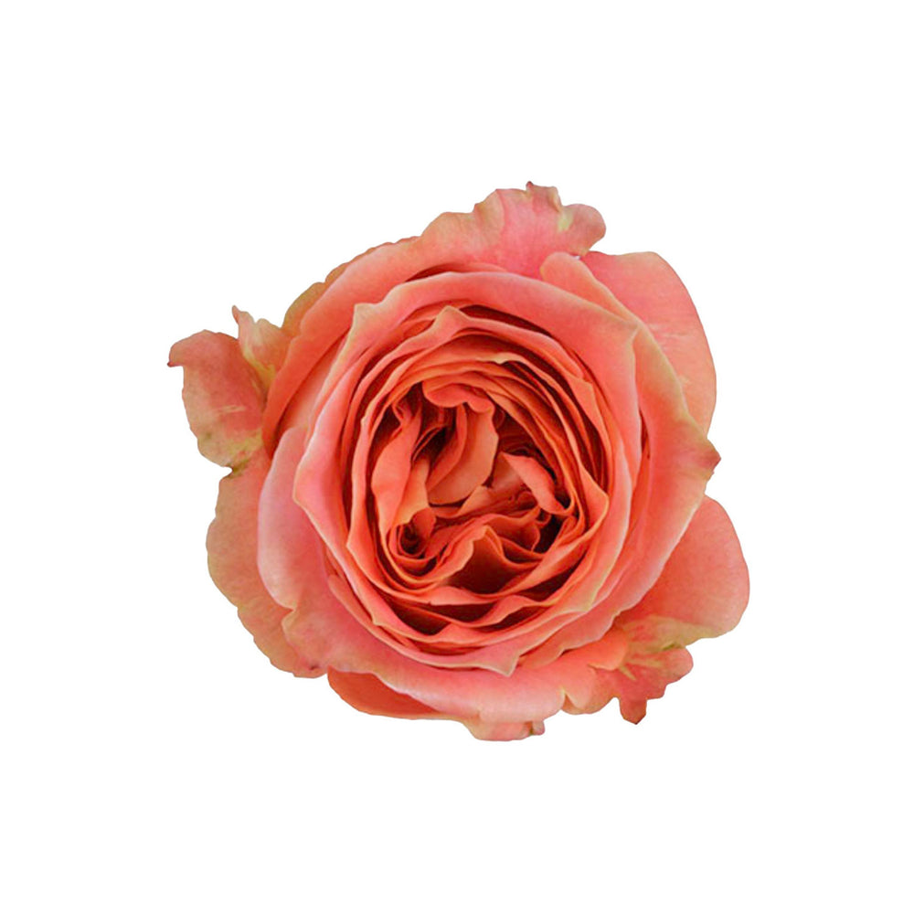 
                      
                        Ecuador Orange Garden Rose Wild Spirit
                      
                    