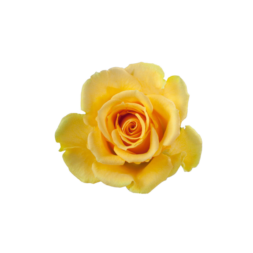 
                      
                        Ecuador Yellow Rose Butterscotch
                      
                    