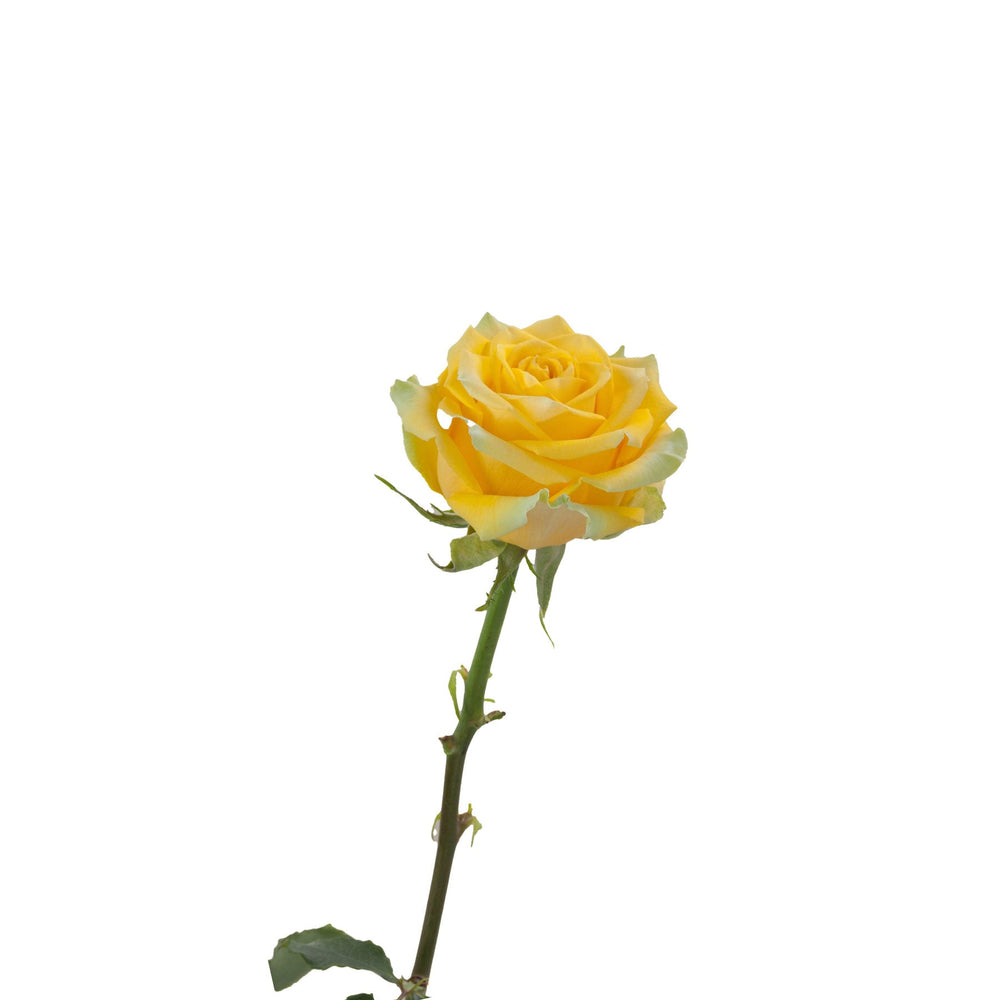 Yellow Rose High & Exotic Side View