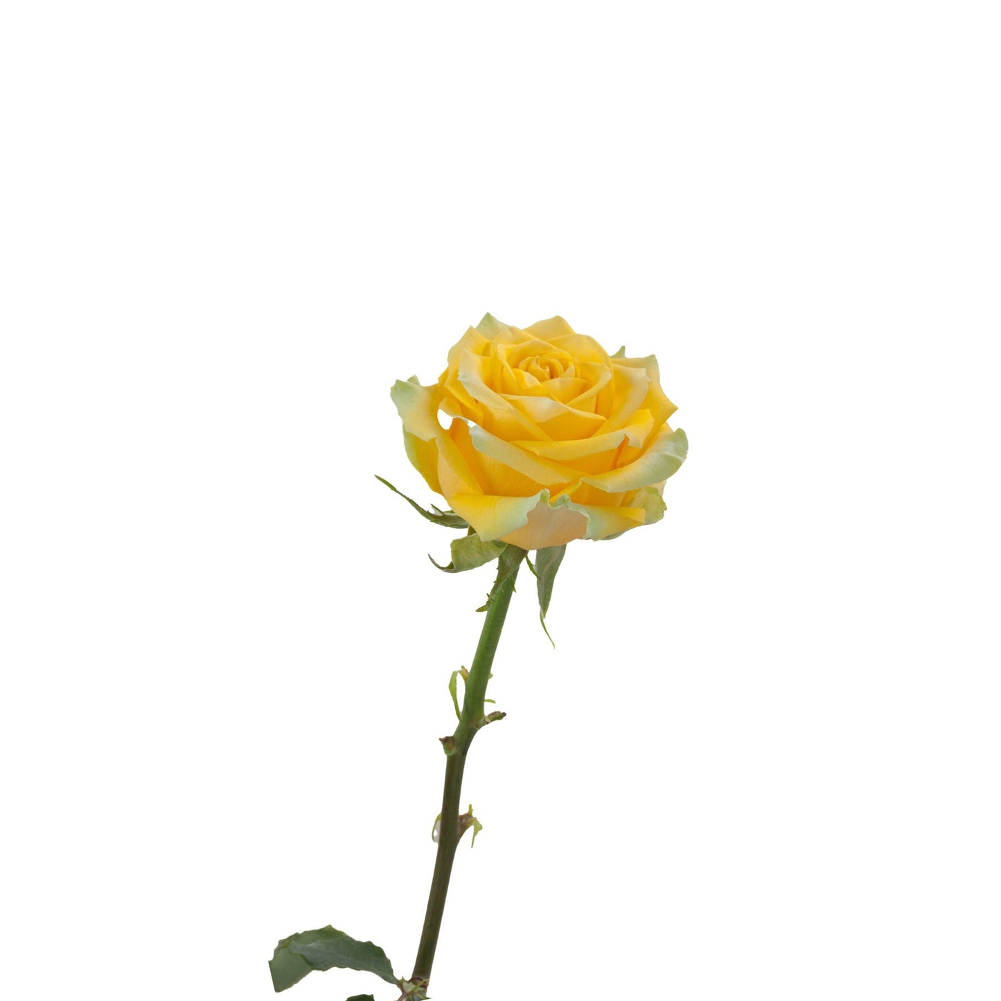 Yellow Rose High & Exotic Side View