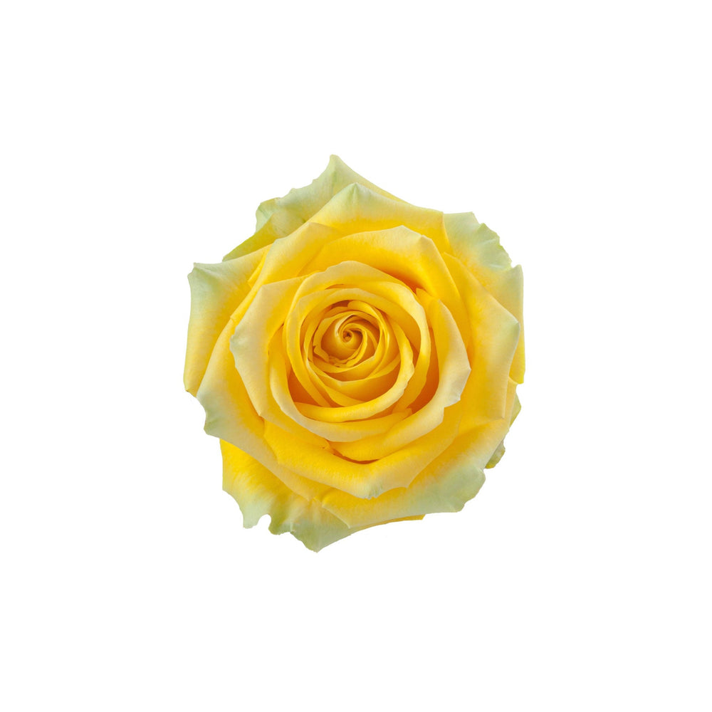 
                      
                        Ecuador Yellow Rose High & Exotic
                      
                    