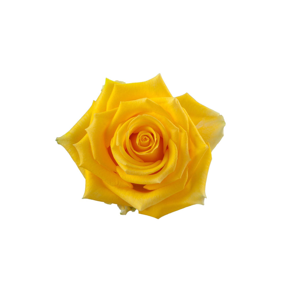 Ecuador Yellow Rose Lighthouse