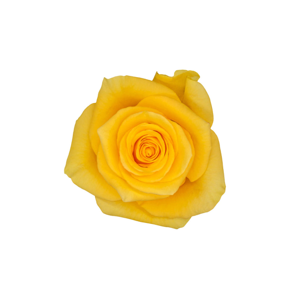 
                      
                        Ecuador Yellow Rose Momentum
                      
                    