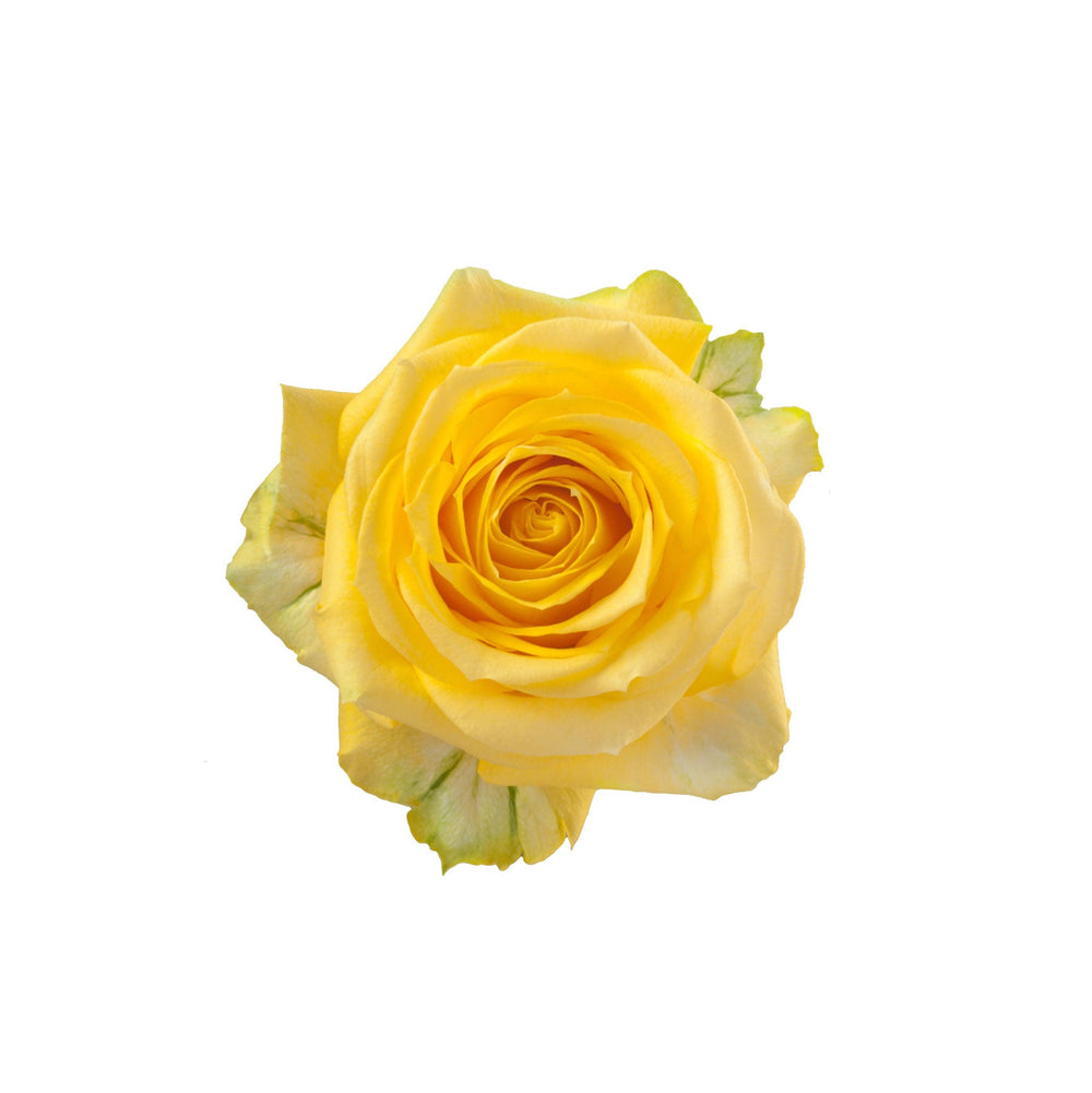 Ecuador Yellow Rose Super Sun