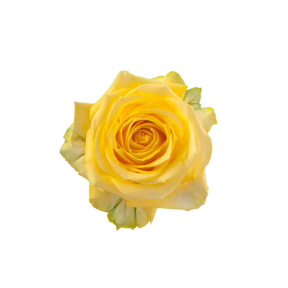 
                      
                        Ecuador Yellow Rose Super Sun
                      
                    