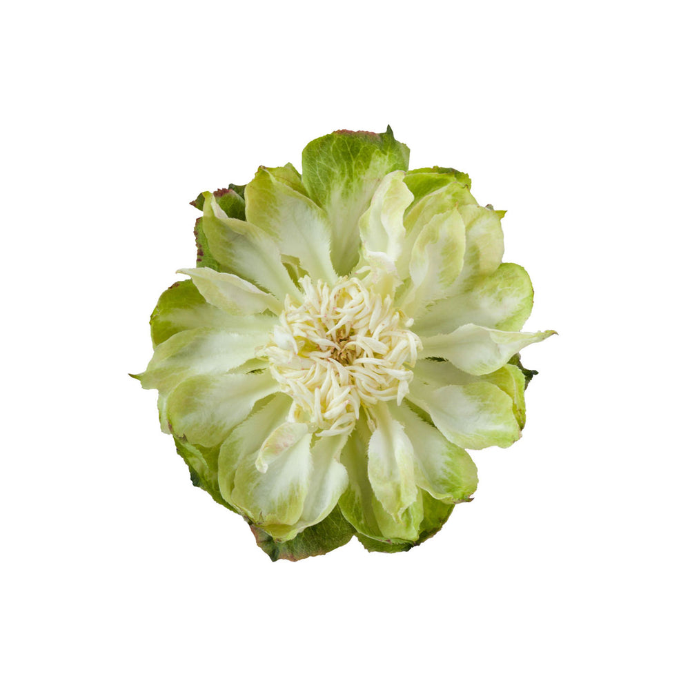 
                      
                        Ecuador Green Rose Veggie
                      
                    