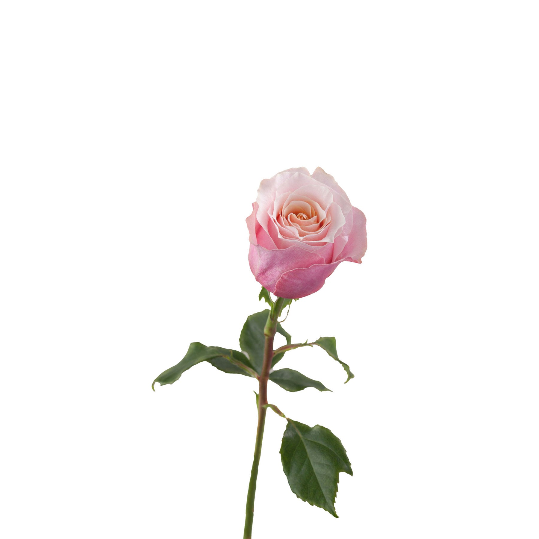 Exclusive Roses (Ecuador) – Daily Flower Market Exclusive Roses (Ecuador) – Daily Flower Market