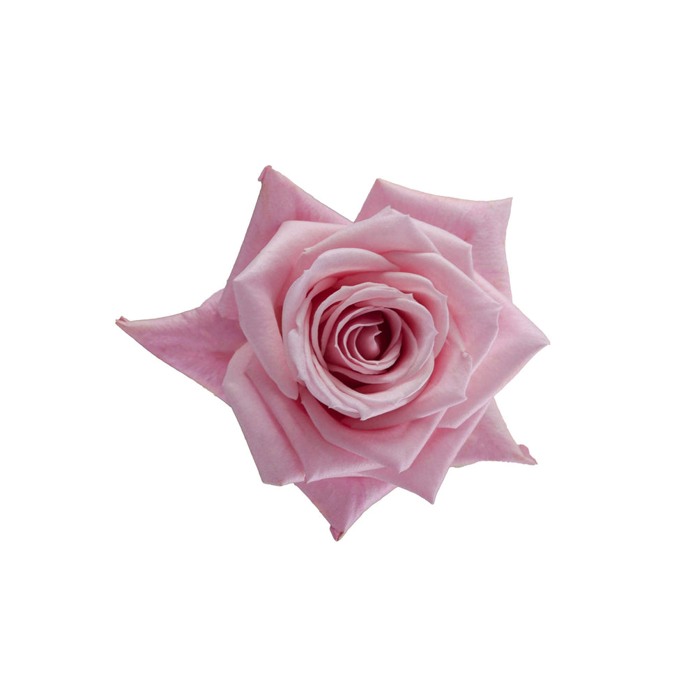 
                      
                        Pink Rose Hot Escimo
                      
                    