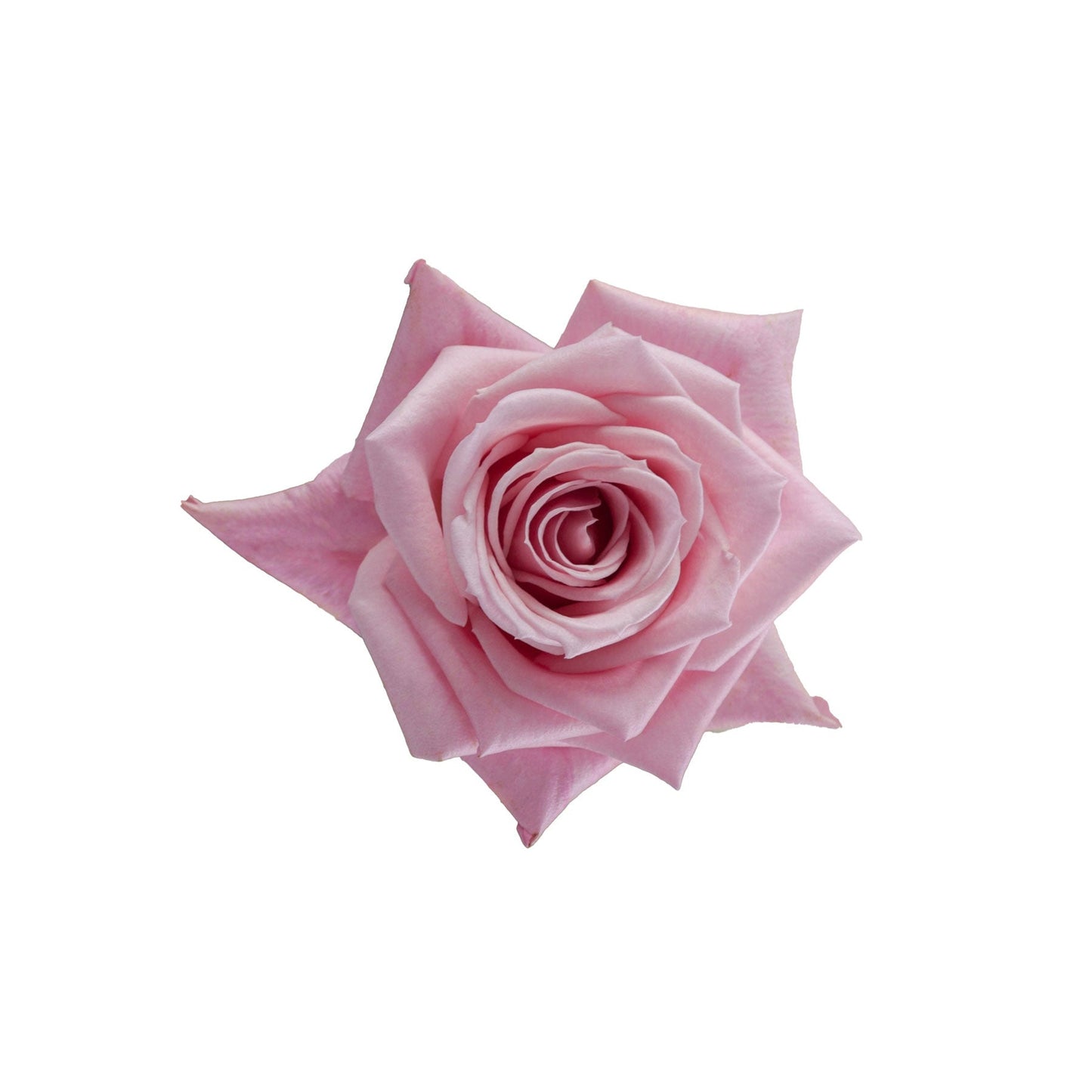 Pink Rose Hot Escimo