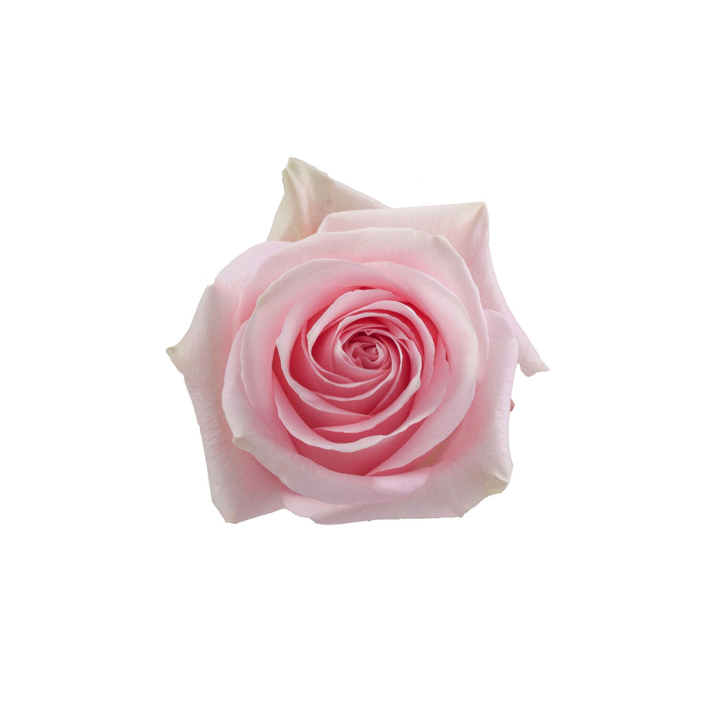 
                      
                        Pink Rose Luciano
                      
                    