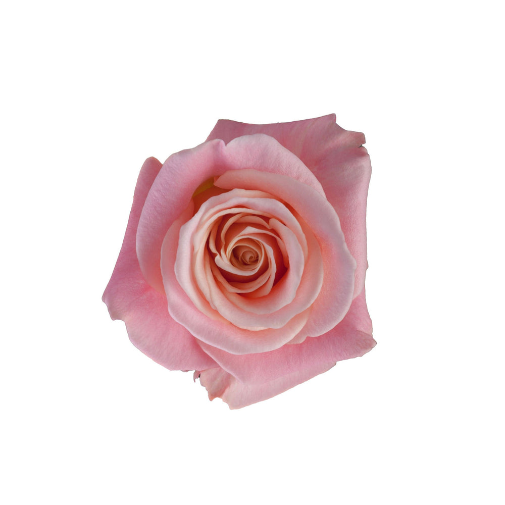 
                      
                        Ecuador Pink Rose Miss Piggy
                      
                    