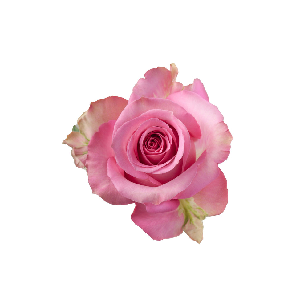 
                      
                        Ecuador Pink Rose Sweet Memory
                      
                    