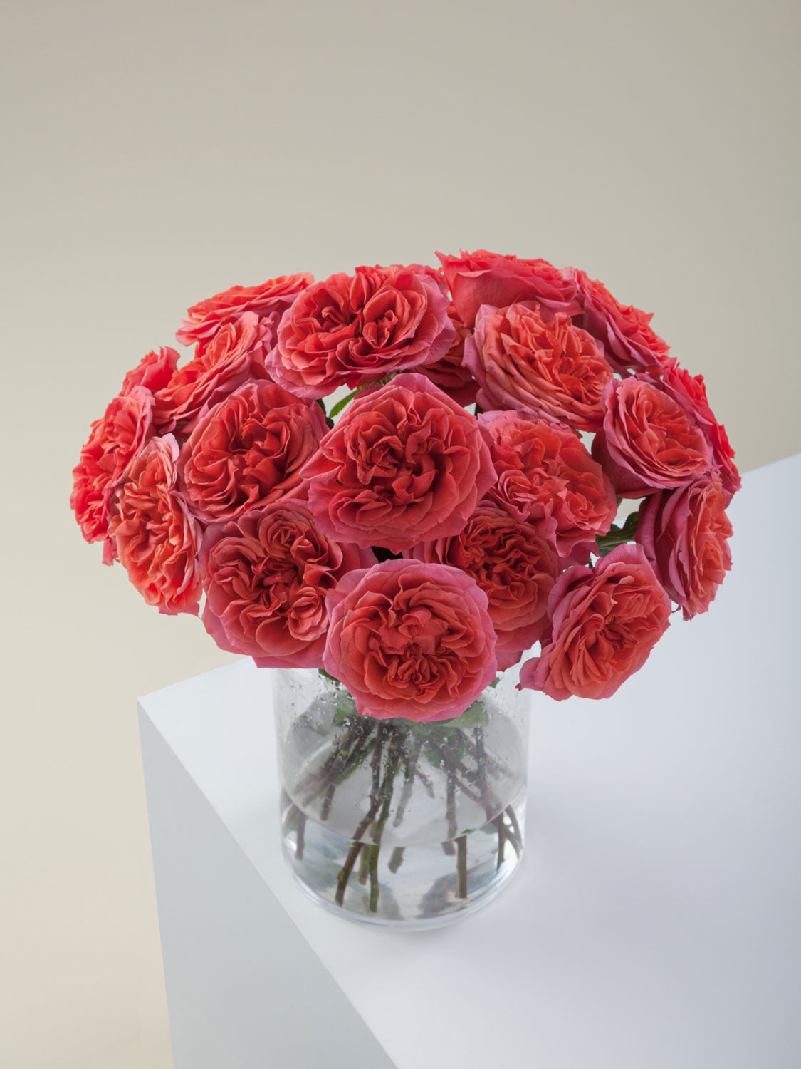 The Language Of Roses What Does Each Colour Symbolise Daily Flower The Language Of Roses What Does Each Colour Symbolise Daily Flower