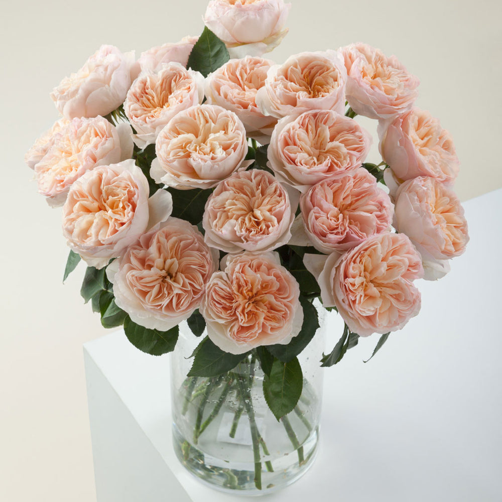 The Language Of Roses What Does Each Colour Symbolise Daily Flower The Language Of Roses What Does Each Colour Symbolise Daily Flower