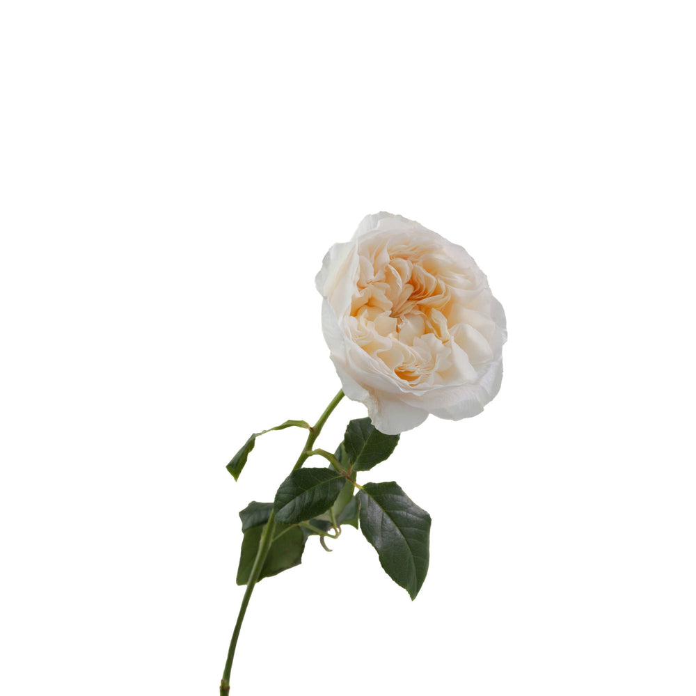 
                      
                        Ecuador Cream White Garden Rose
                      
                    