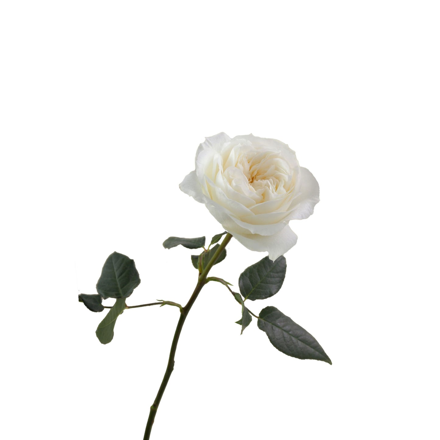 Ecuador Cream White Garden Rose