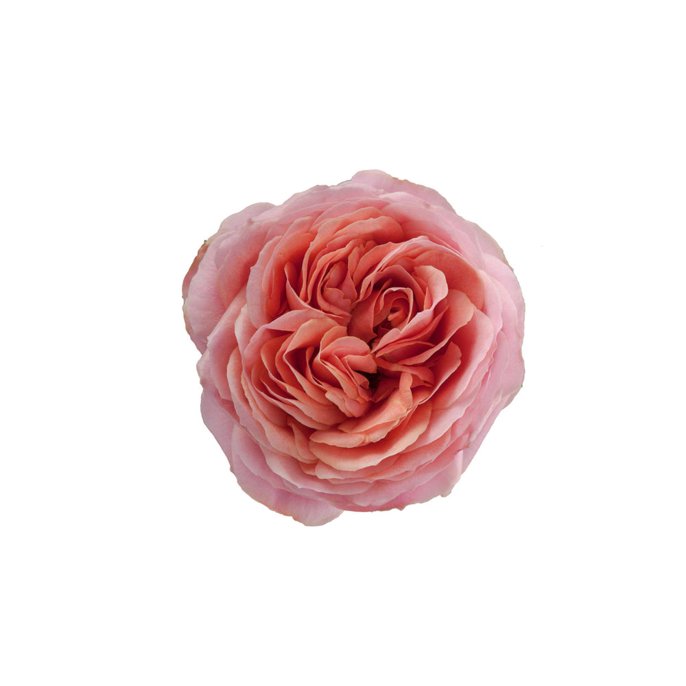 
                      
                        Ecuador Garden Rose Romantic Antike 
                      
                    