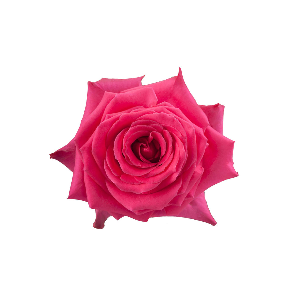 Ecuador Hot Pink Rose Full Monty