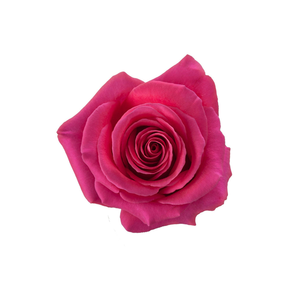 
                      
                        Ecuador Hot Pink Rose Pink Floyd
                      
                    