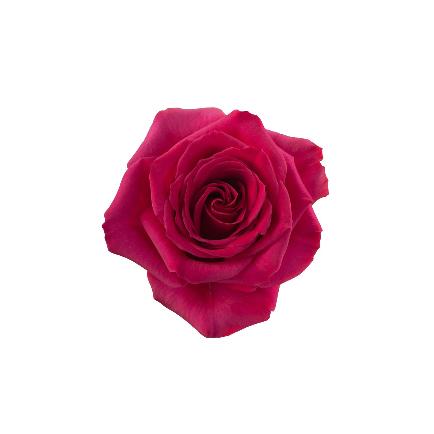 Ecuador Hot Pink Rose Queenberry