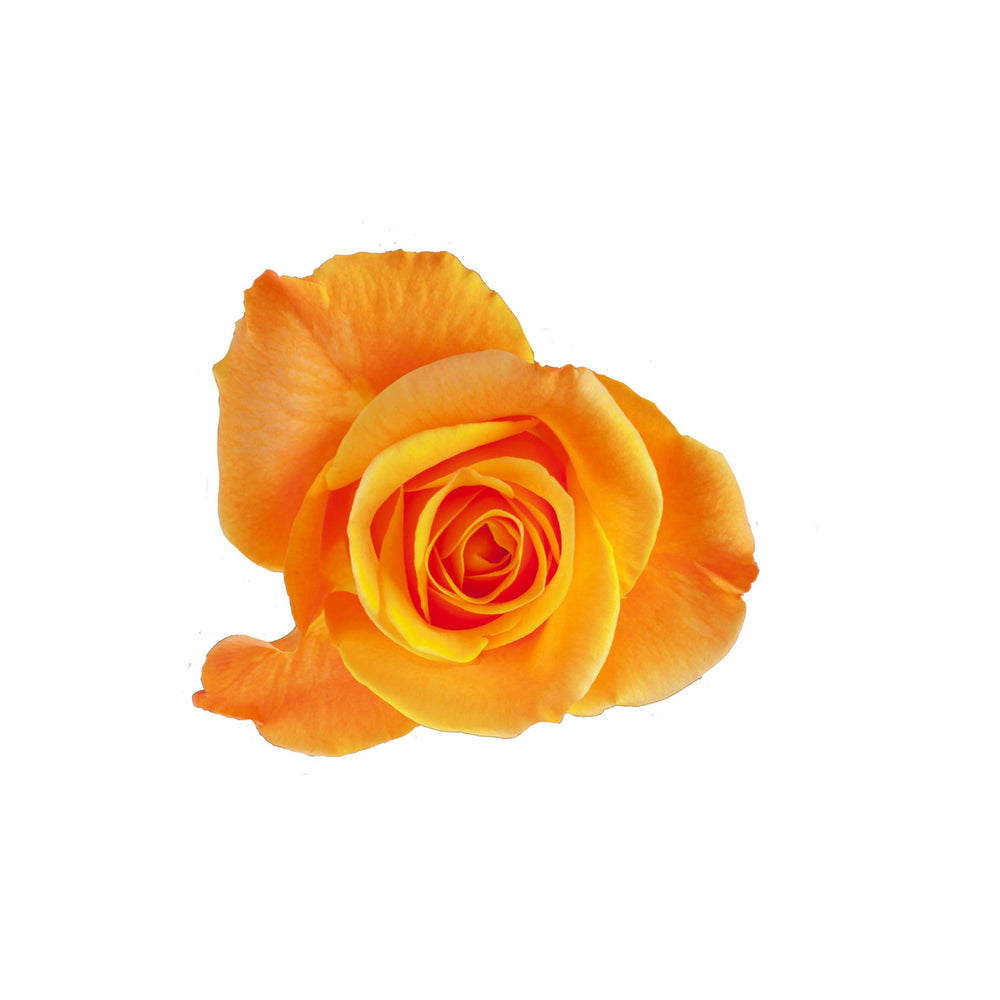 
                      
                        Ecuador Orange Rose Aloha Top View
                      
                    