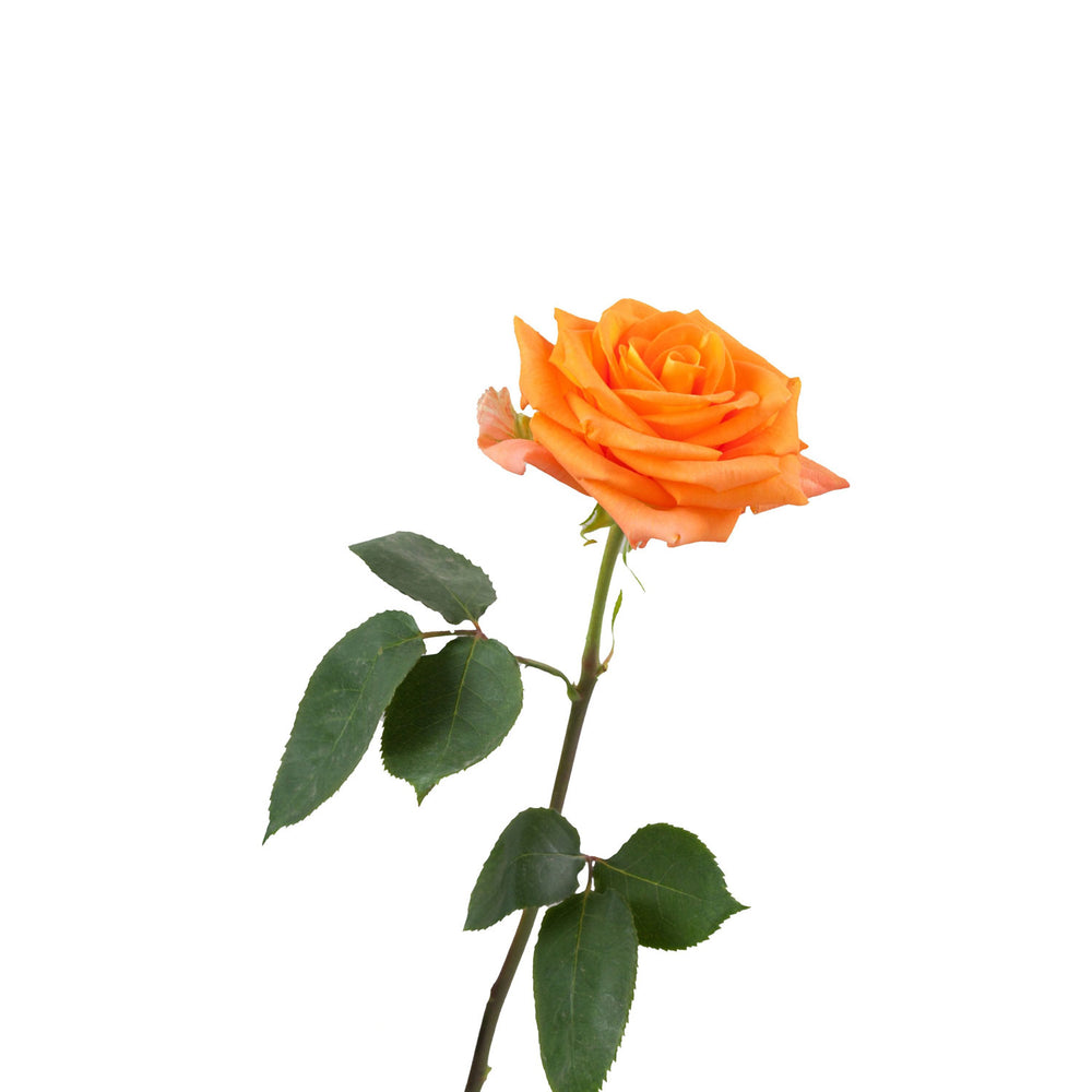 Orange Rose Miracle Side View