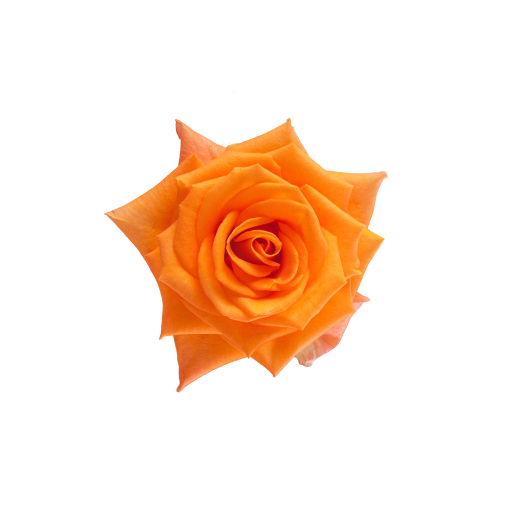 
                      
                        Ecuador Orange Rose Miracle
                      
                    