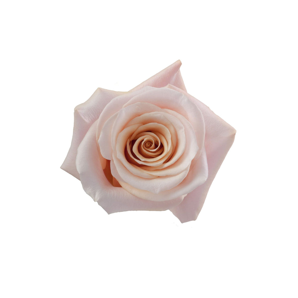 
                      
                        Scented Pink Rose Mother of Pearl
                      
                    