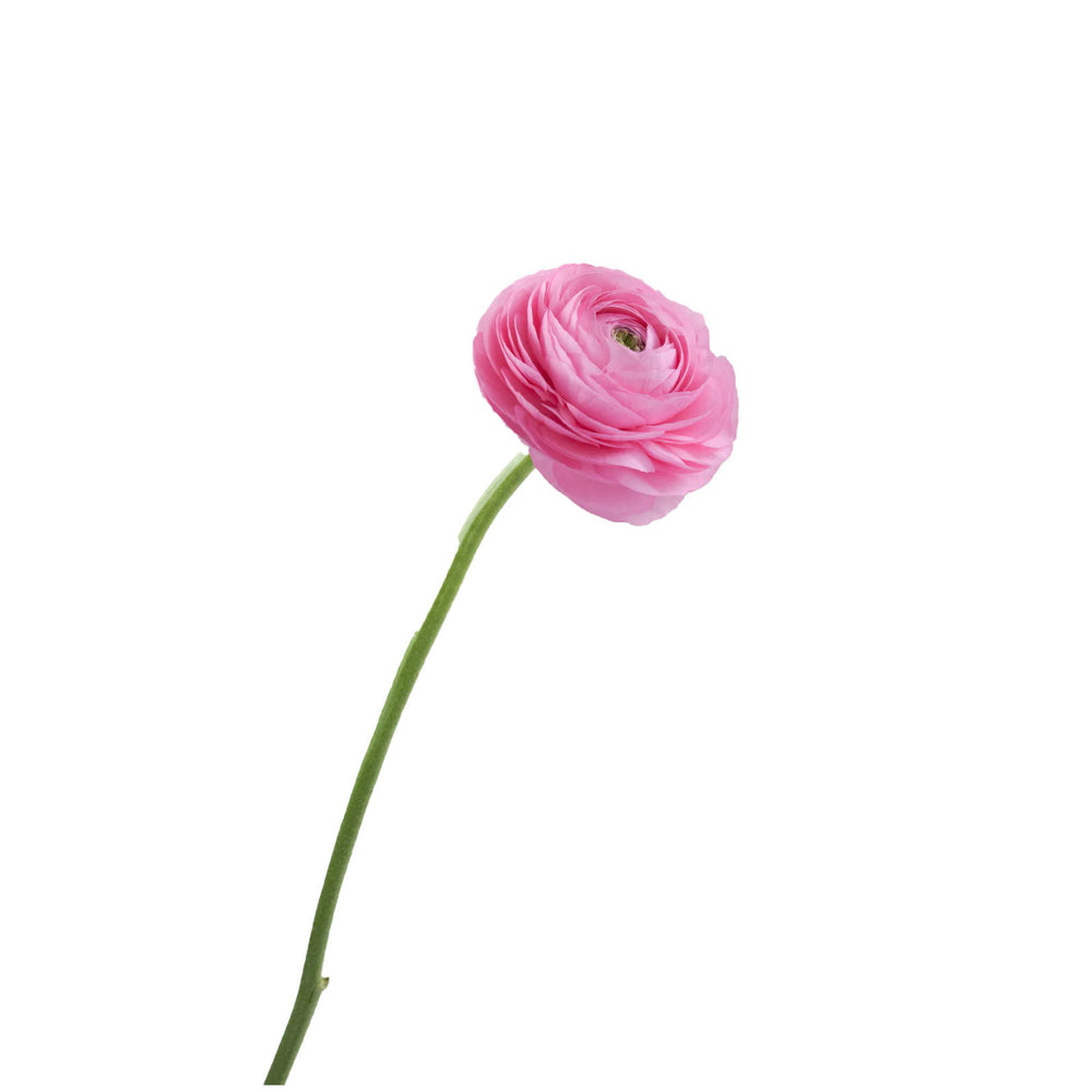 
                      
                        Ecuador Light Pink Ranunculus
                      
                    