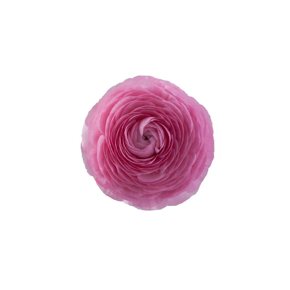 Pink Ranunculus Elegance Rosa Chiaro