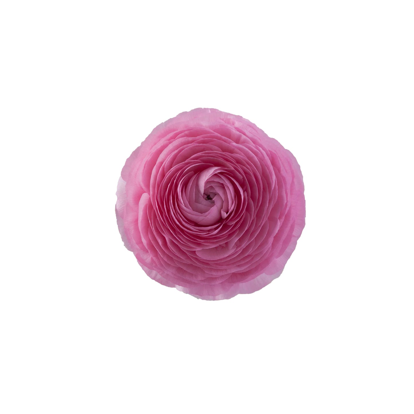 Pink Ranunculus Elegance Rosa Chiaro