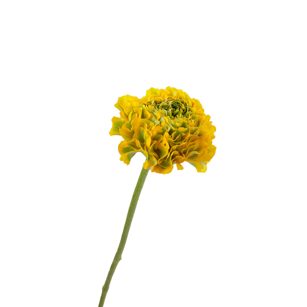 
                      
                        Yellow Ranunculus
                      
                    