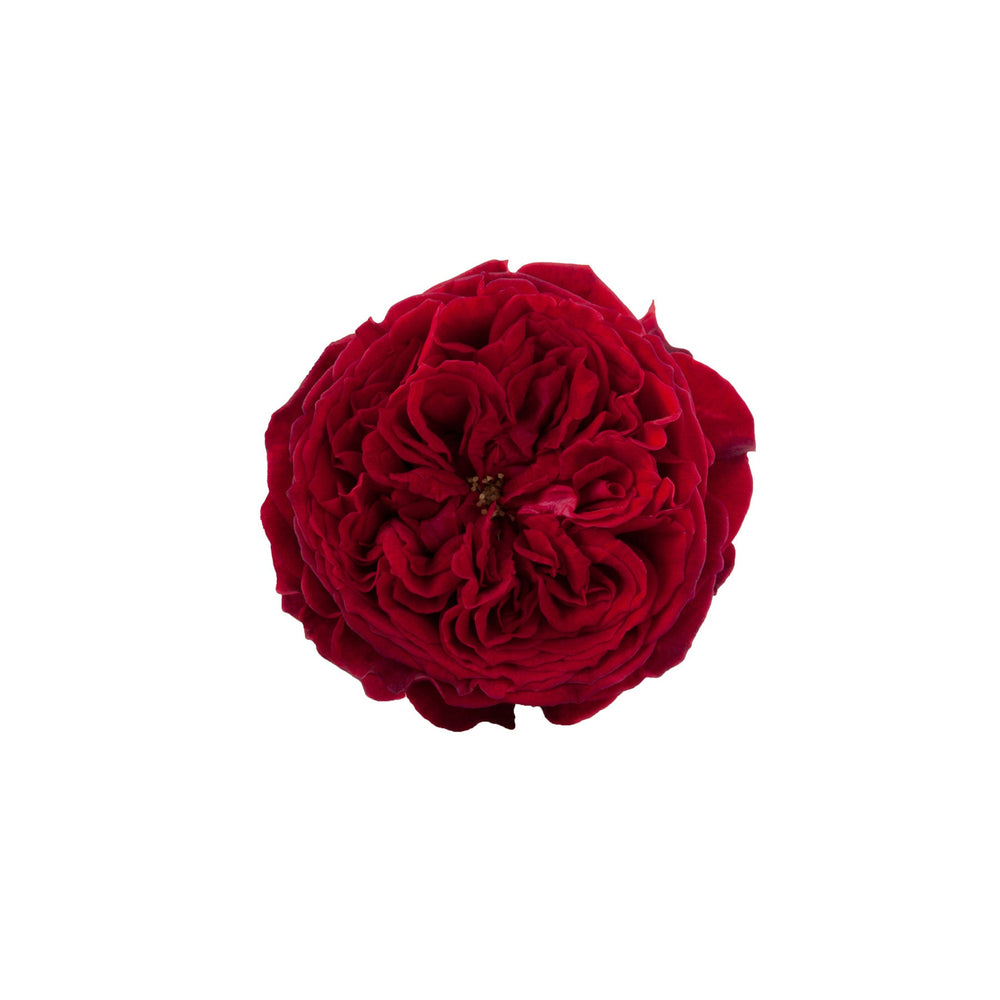 
                      
                        Ecuador Red David Austin Tess Rose
                      
                    