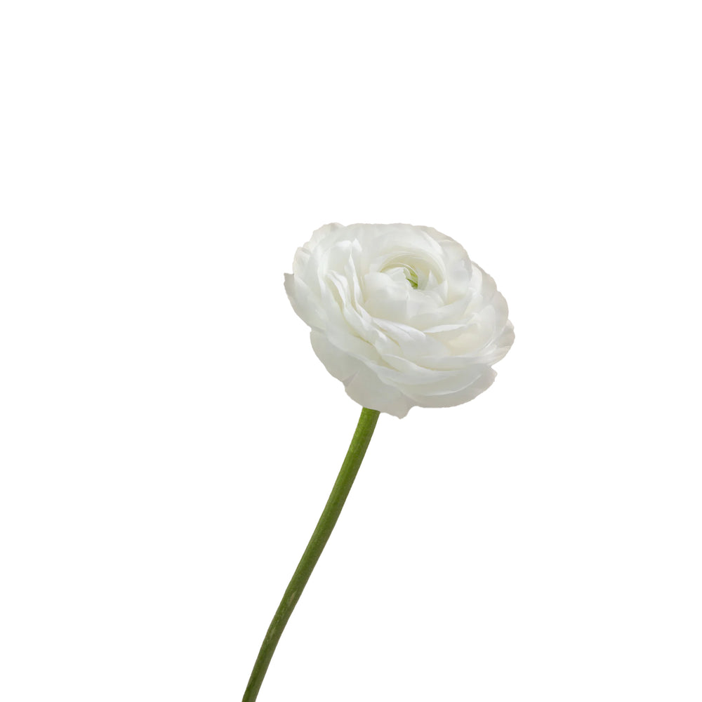 White Ranunculus Cloni Success