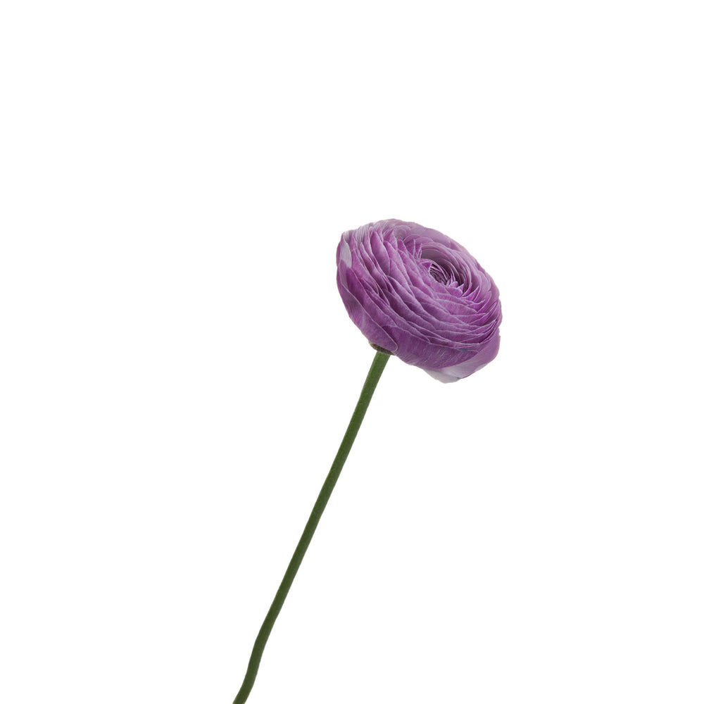 
                      
                        Purple Cloni Success Ranunculus 
                      
                    