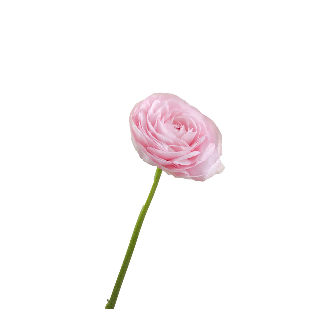 
                      
                        Pink Ranunculus Cloni Success
                      
                    