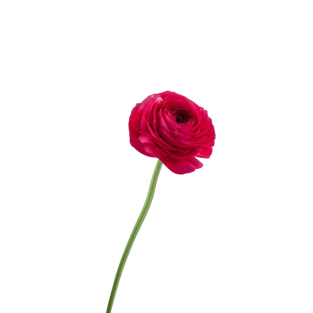 
                      
                        Hot Pink Ranunculus
                      
                    