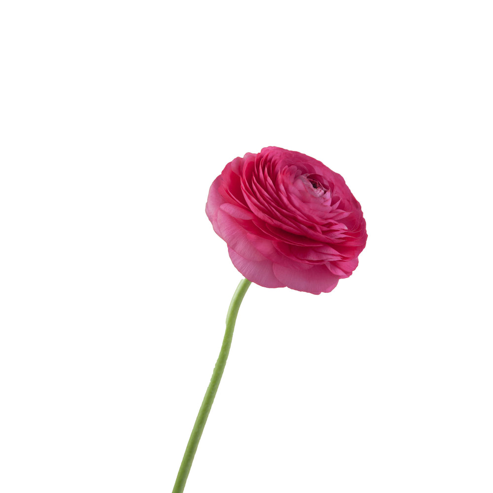 Bright Pink Ranunculus