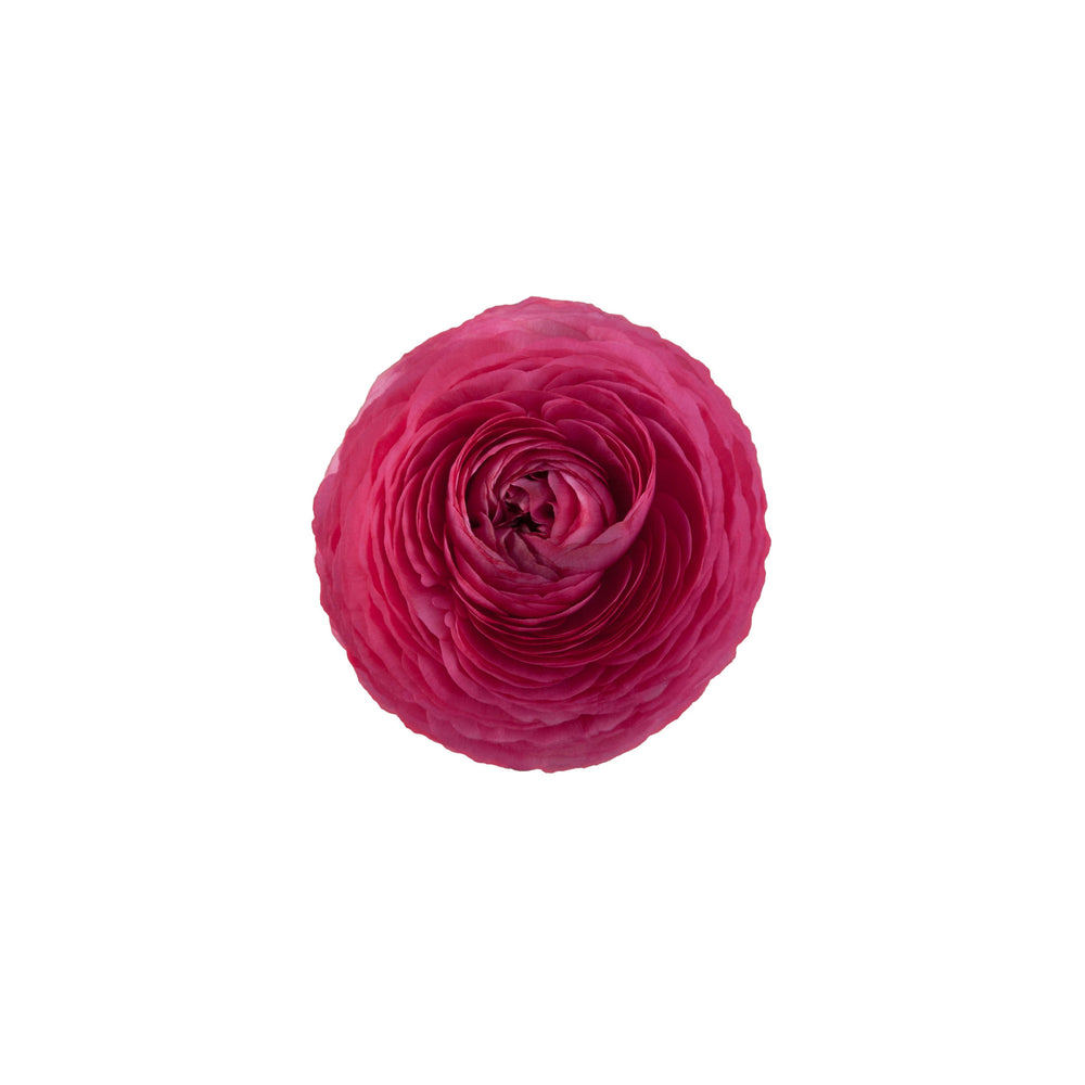 
                      
                        Ranunculus Elegance Rosa
                      
                    