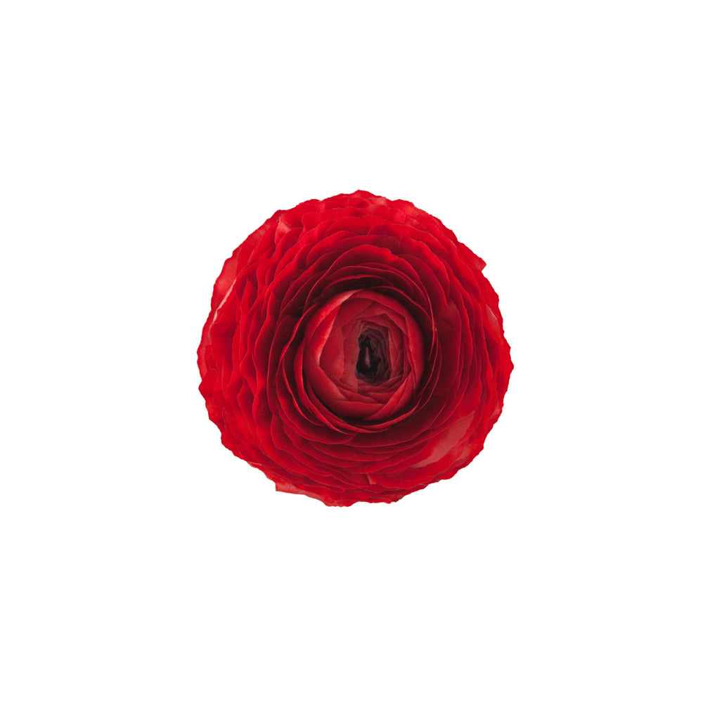 
                      
                        Red Ranunculus Elegance Rosso
                      
                    