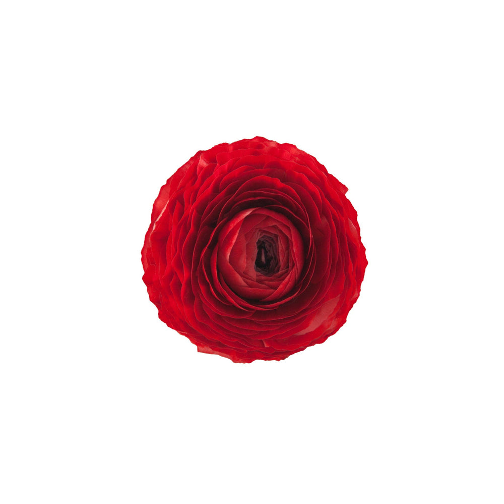 Red Ranunculus Elegance Rosso