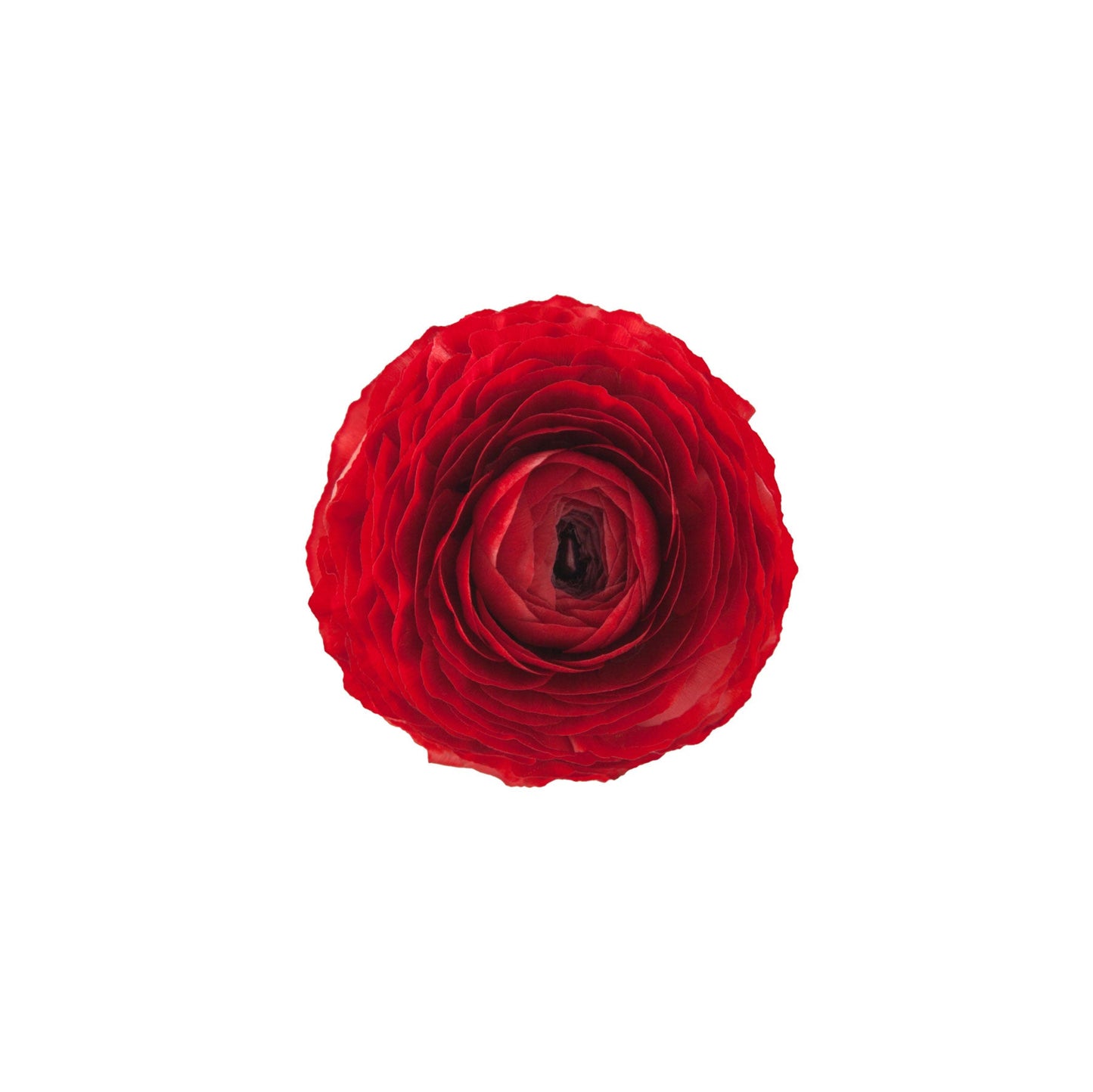 Red Ranunculus Elegance Rosso