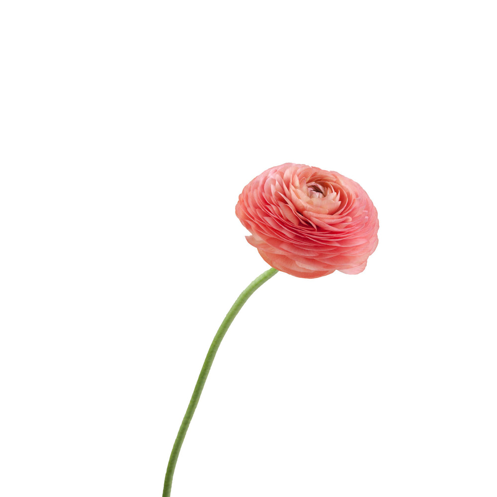 Ecuador Peach Ranunculus