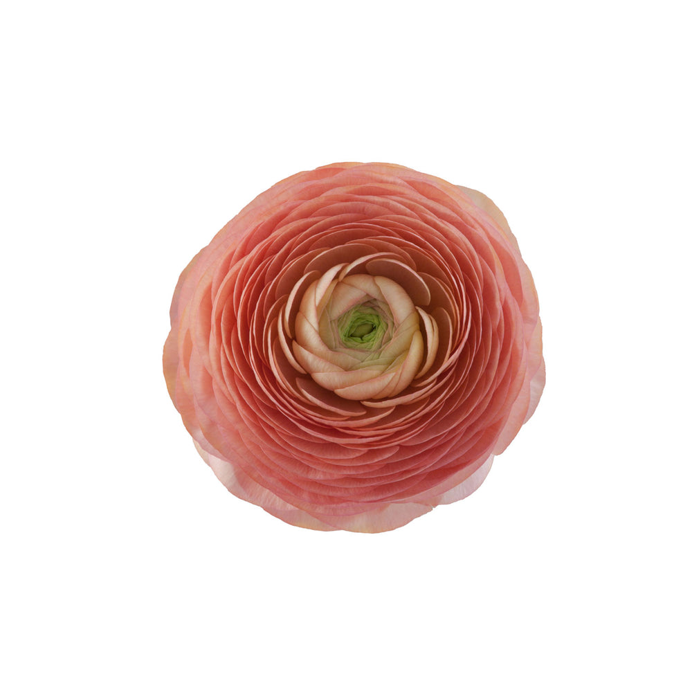 Ranunculus Elegance Salmone