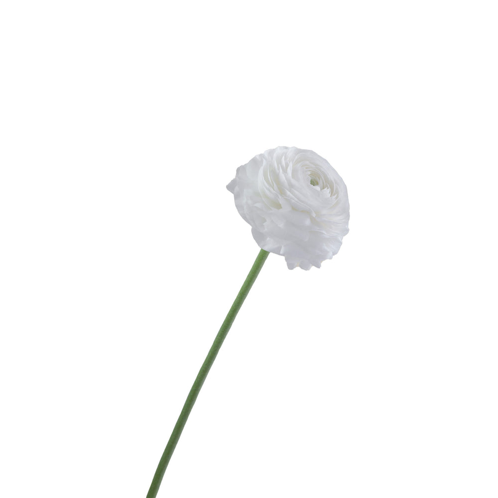 
                      
                        Ecuador White Ranunculus
                      
                    