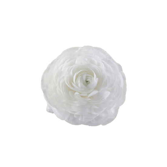 White Ranunculus Elegance Bianco