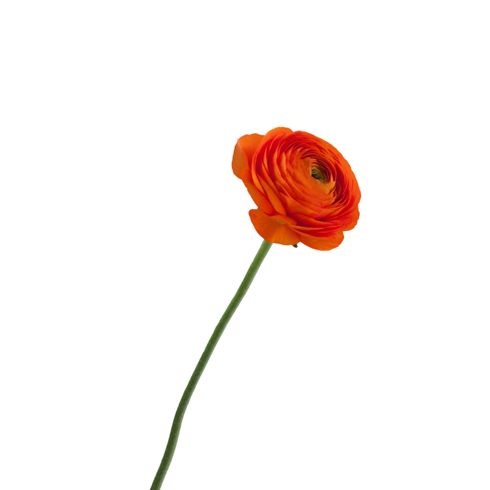 
                      
                        Ecuador Orange Ranunculus
                      
                    