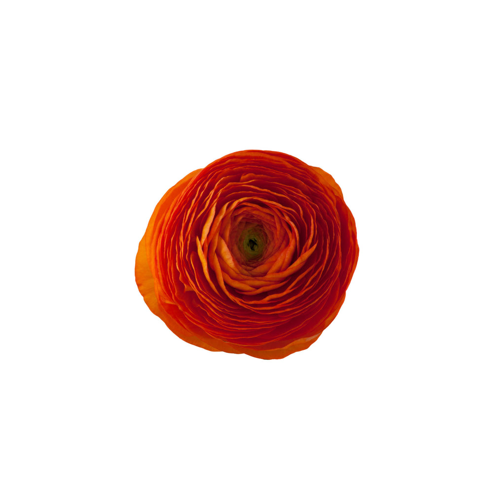 
                      
                        Orange Ranunculus Elegance Clementine
                      
                    