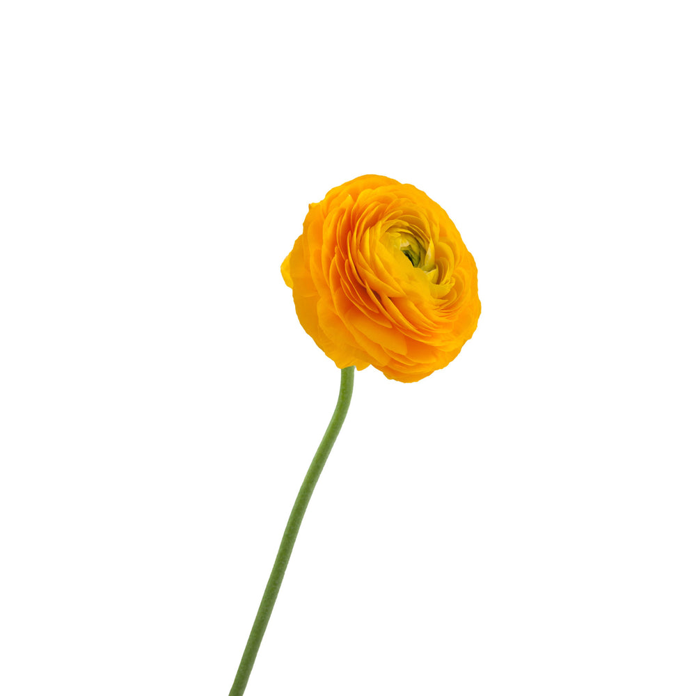 
                      
                        Yellow Ranunculus
                      
                    