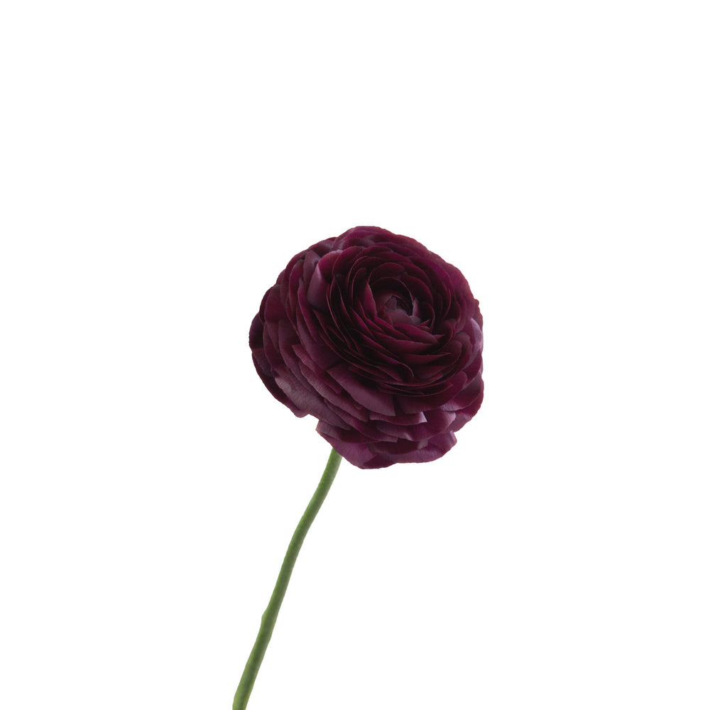 
                      
                        Burgundy Ranunculus
                      
                    